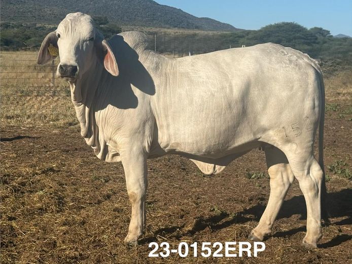 23-0152ERP | HARROBI BRAHMAN