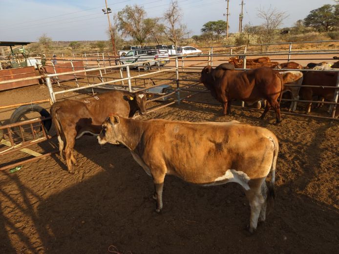 VAN NIEKERK PJ | DAIRY CATTLE 