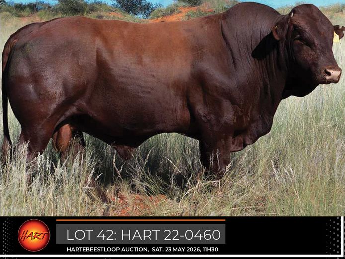 HART220460HH(c) | HARTEBEESTLOOP BONSMARA