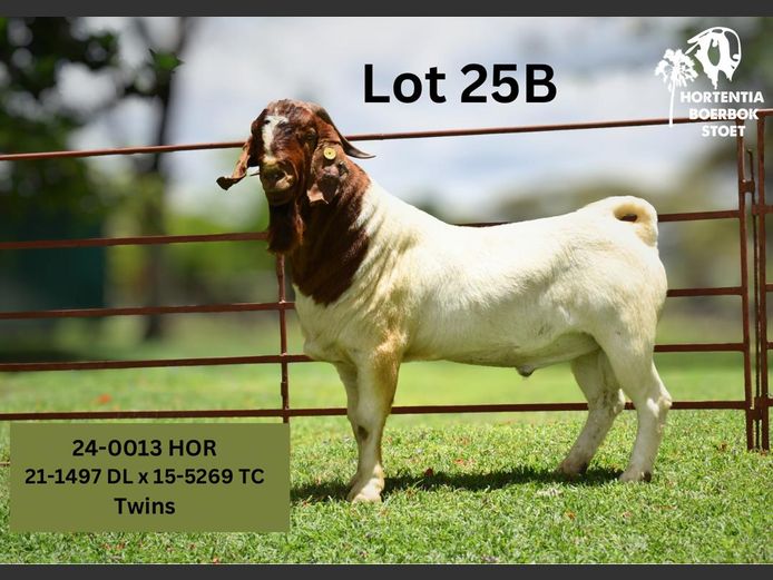 24-0013HOR | HORTENTIA BOERBOK STOET