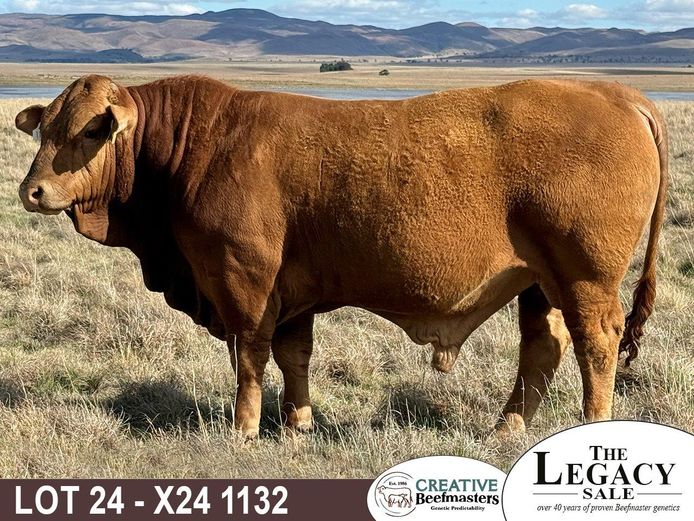 X241132 | CREATIVE BEEFMASTERS