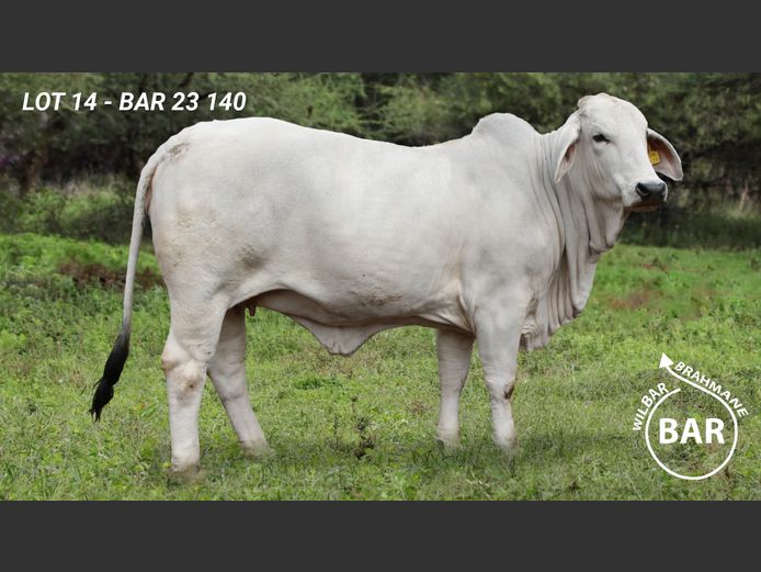 BAR23140 | BARNARD WJ