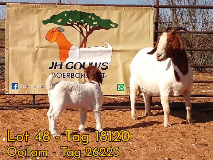 2003180120 | J.H. GOUWS