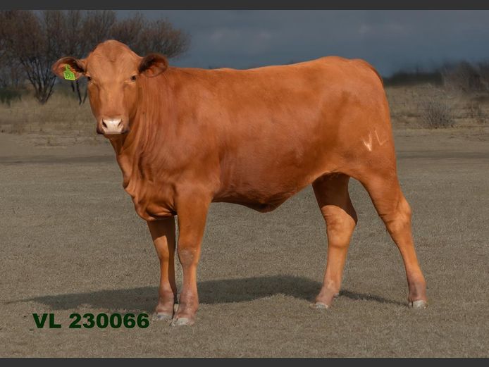 VL 230066 | T.D.J. VLOTMAN