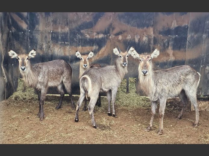WATERBUCK | DIAMOND MINE