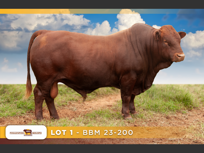 BBM 230200