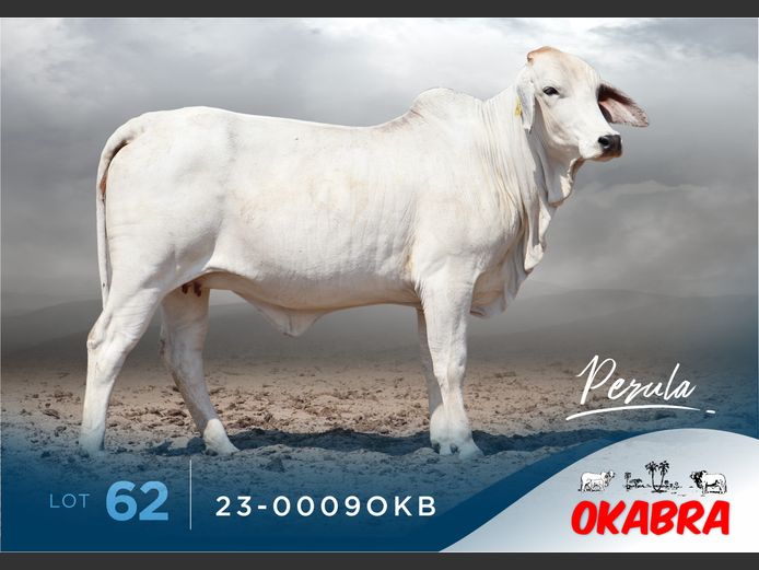 23-0009OKB | OKABRA BRAHMANS