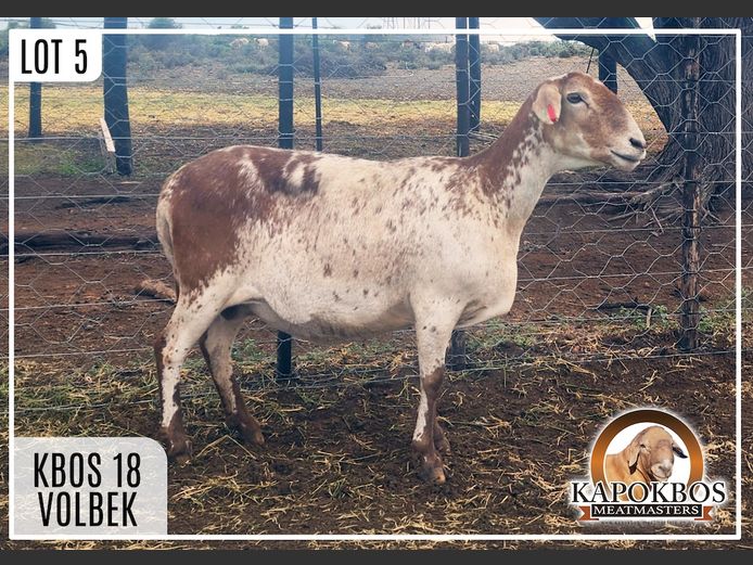 KBOS18 | Kapokbos Meatmasters