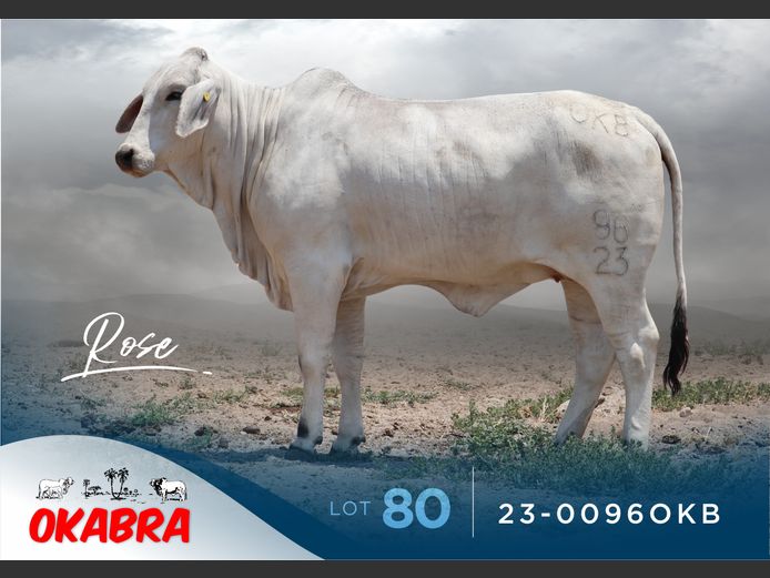 23-0096OKB | OKABRA BRAHMANS