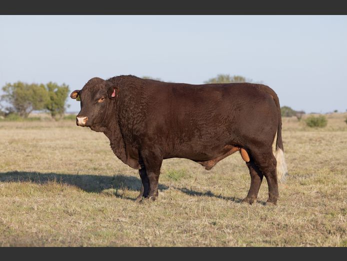 SF230151 | SKIETLAAGTE FARMS PTY LTD