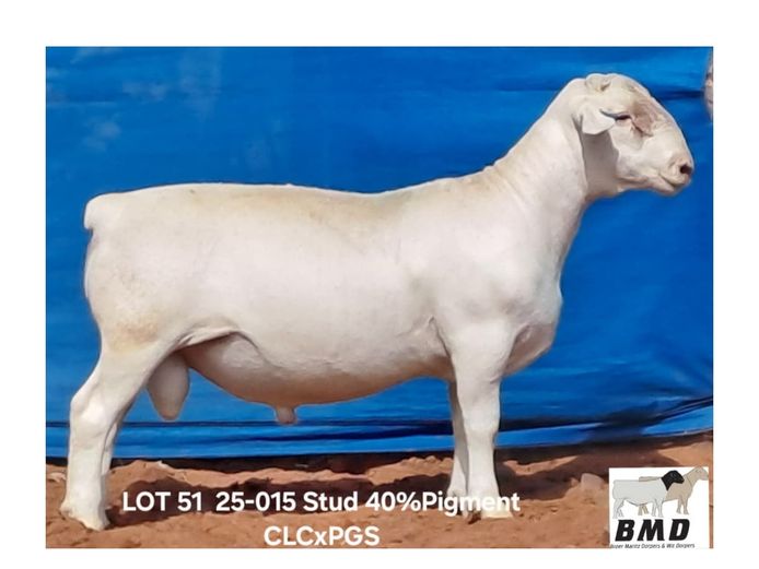 25-015 | BROER MARITZ DORPERS