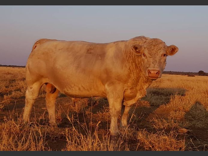 21-0007MS | SILVERSAND CHAROLAIS
