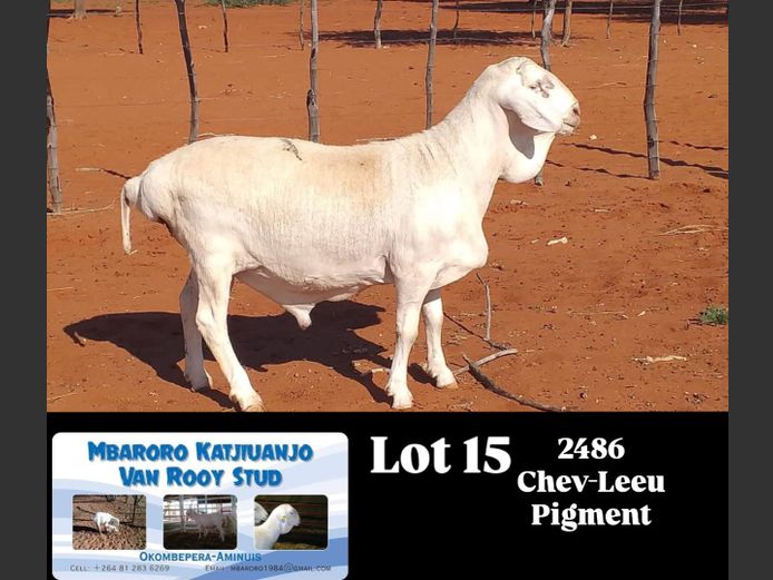 2486 | MBARORO KATJIUANJO VAN ROOY STUD