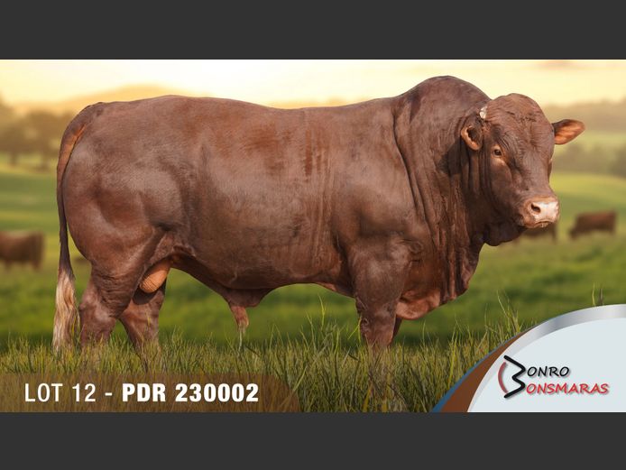 PDR 230002 | BONRO BONSMARAS