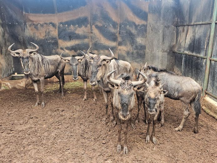 BLOUWILDEBEES | NONYA SAFARIS