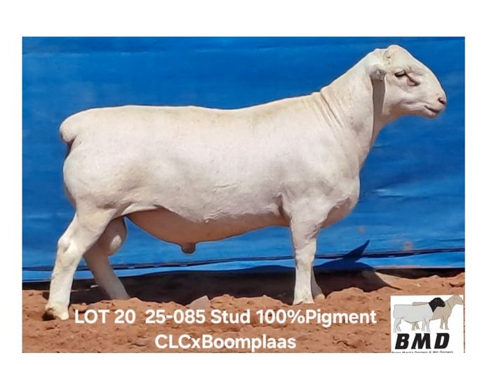 25-085 | BROER MARITZ DORPERS