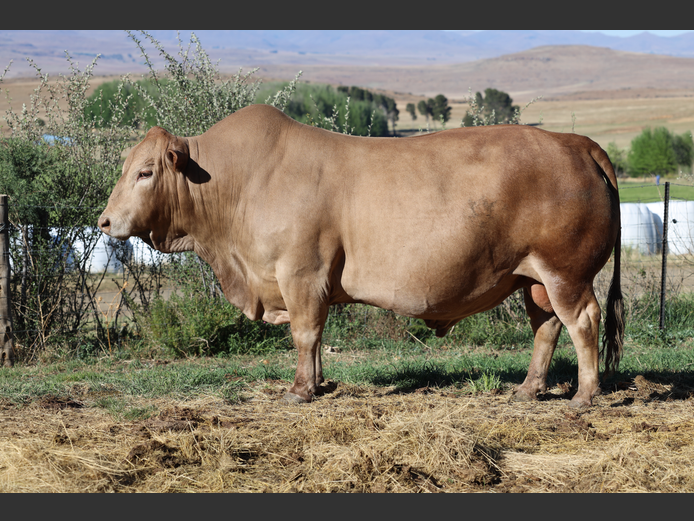 HBH200074 | CLARK CATTLE COMPANY PTY LTD