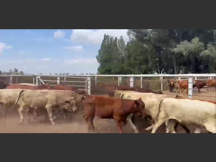 Weaners 