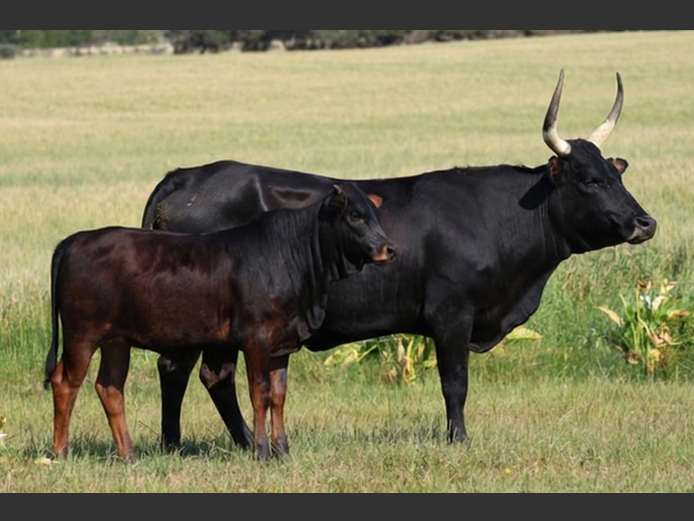 Q 220079 | EXSTEEN NGUNI’S & SANGA‘S