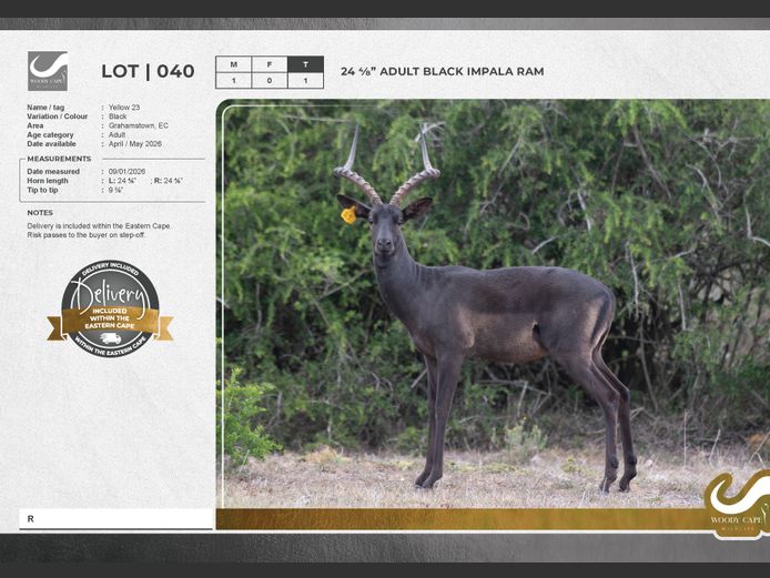 Impala - Black | Woody Cape Wildlife (Pty) Ltd