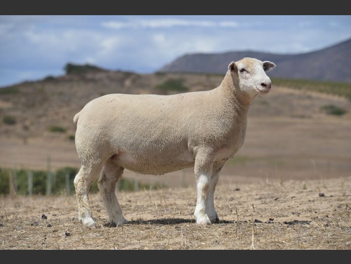 VS 250291 | VREDESIG FORBES