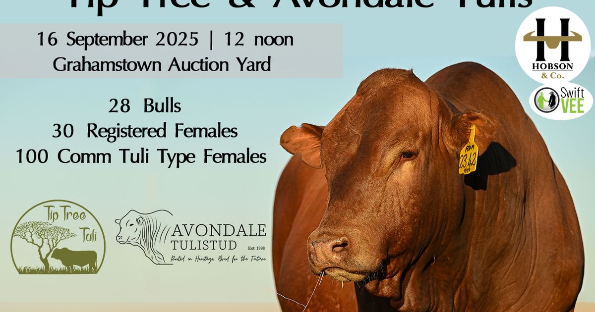 TIP TREE & AVONDALE TULI 10TH BULL & PRODUCTION SALE | SwiftVEE | South ...