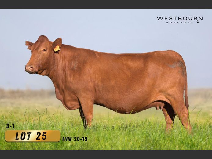 AVW200019HH(c) | WESTBOURN BONSMARAS