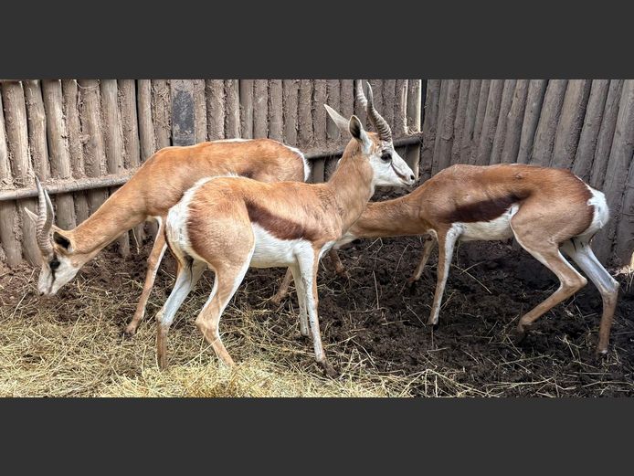 Kalahari Springbok Ramme