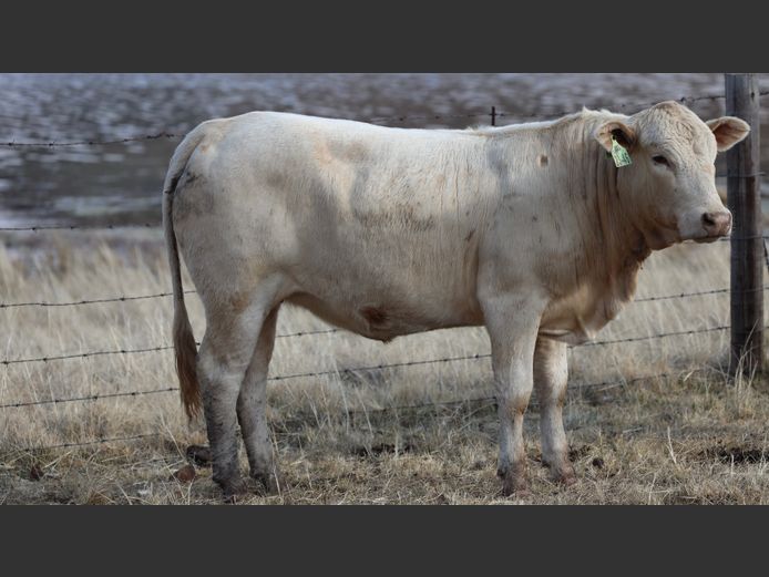 HBH 230043 | CLARK CATTLE COMPANY PTY LTD