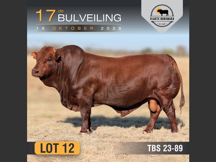 TBS230089 HH(c) | THABA KWENA BONSMARAS