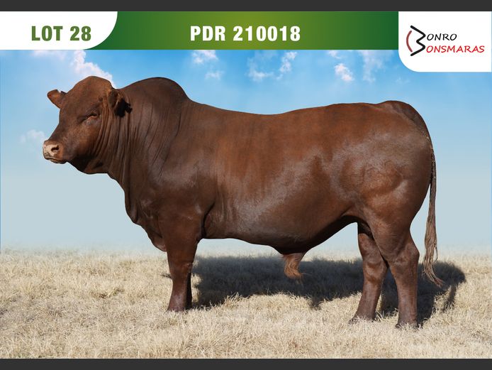 PDR 210018 | BONRO BONSMARAS