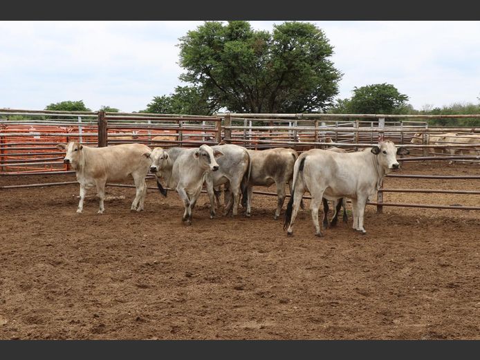 Commercial Animals | JP du Preez