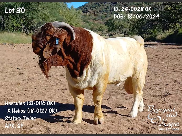 24-0028 OK | Kayser Boergoat Stud