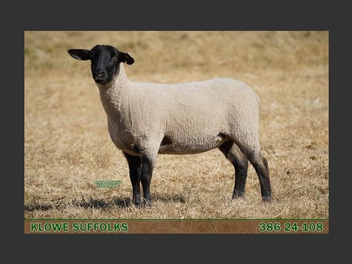 386 240108 | C.J. THERON