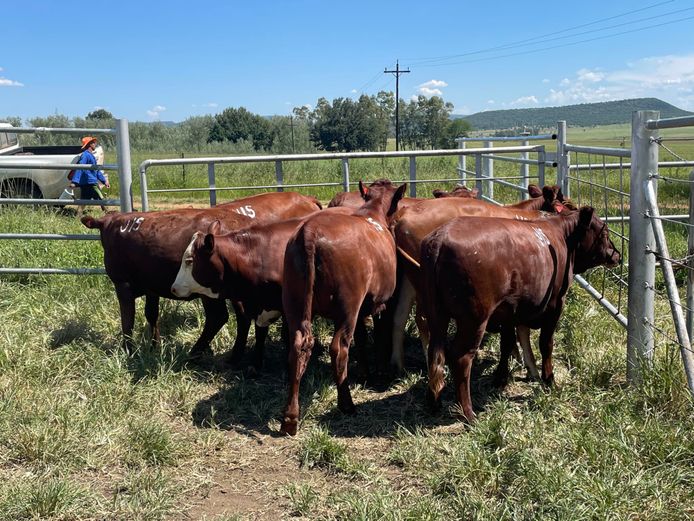 COMMERCIAL ANIMALS | JJM BOERDERY