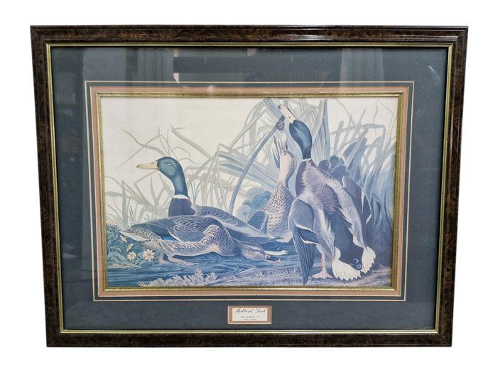 Framed Art Print "Mallard Duck"