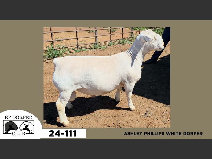 24-111  |  ASHLEY PHILLIPS