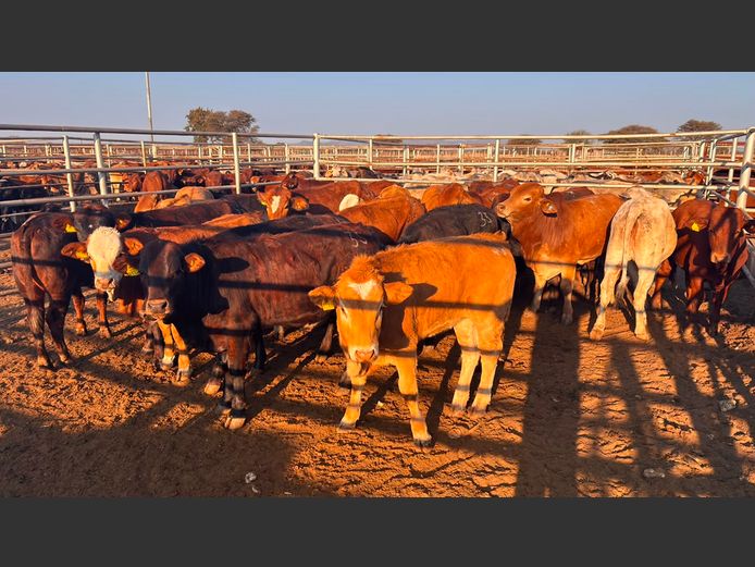 AGRA GROOTFONTEIN WEANER AUCTION