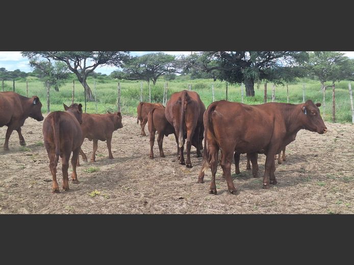 Commercial Animals | Denbot Bonsmaras