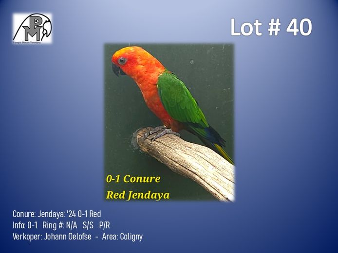 0-1 '24 Conure: Jendaya: Red - Johann Oelofse