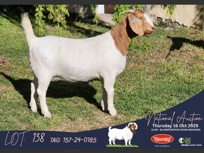 157-24-0185 | Izak Vorster (Elandskloof Boerbokstoet)