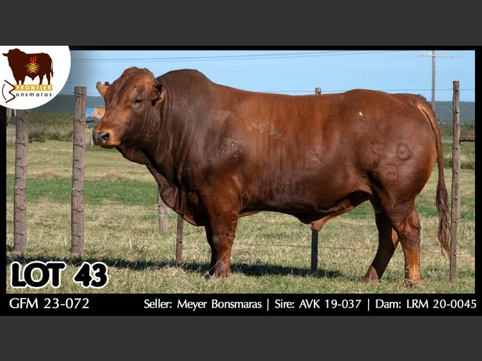 GFM 230072 | MEYER BONSMARAS