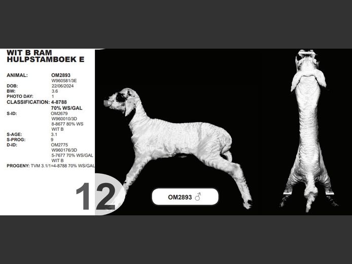 WIT B RAM HULPSTAMBOEK E | OM2893 ♂