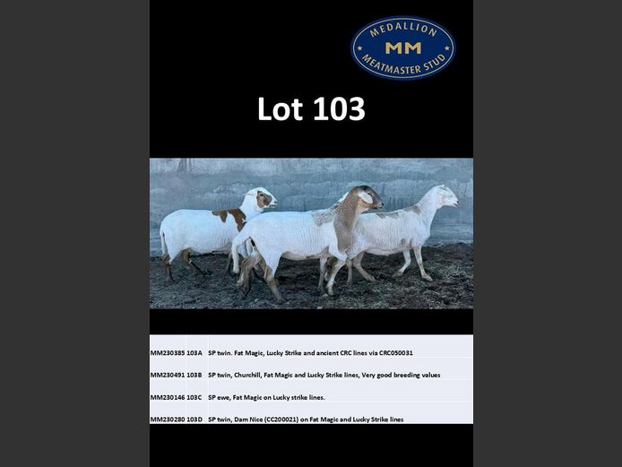MM 230146 | MEDALLION MEATMASTER STOET