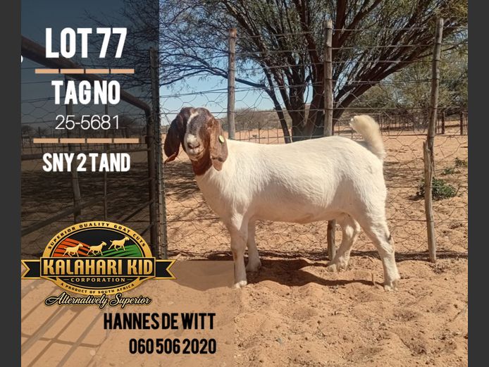 255681 | Kalahari Kid