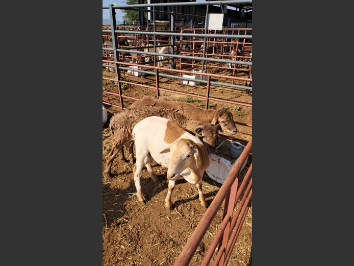 MEATMASTER | NAZARDI BOERDERY