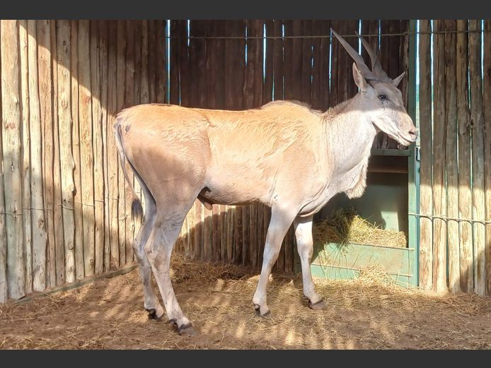 Eland | Frikkie 