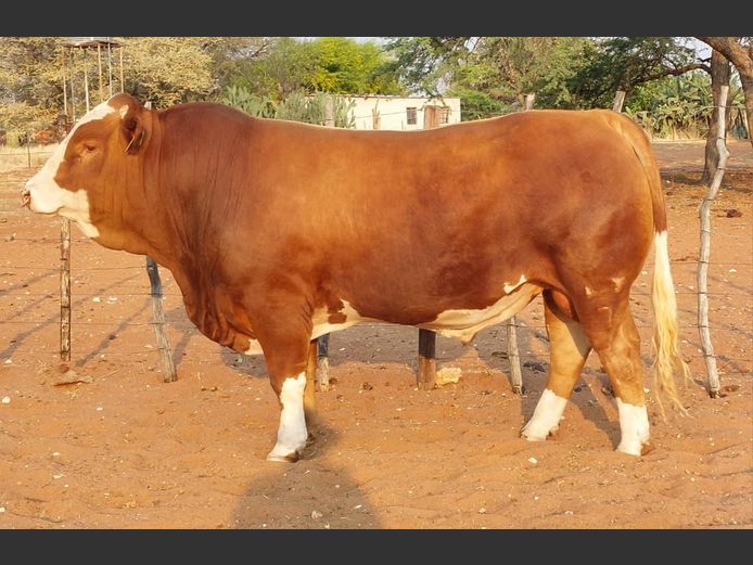 JMH22111 | OUTEE SIMENTALER