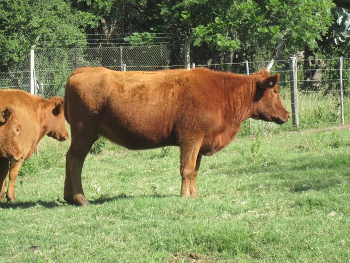 Weaners | CG Sheard