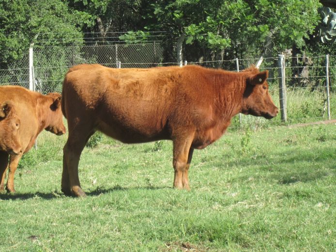 Weaners | CG Sheard